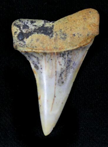 Mako Shark Tooth Fossil - Sharktooth Hill, CA #23571